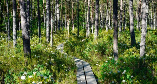 nature_reserve_sweden