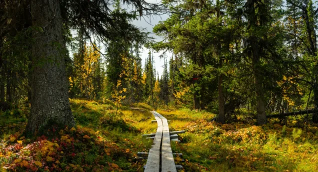 Outdoor Header