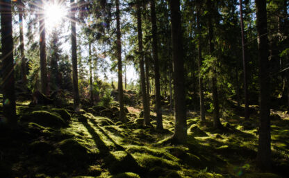 Sunshine i a green mossy forest