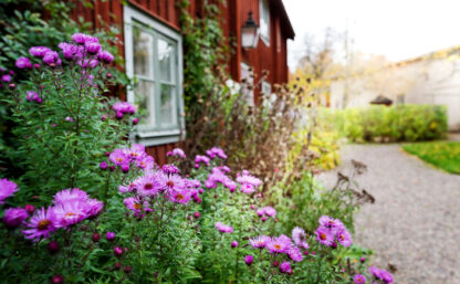 Garden in old town