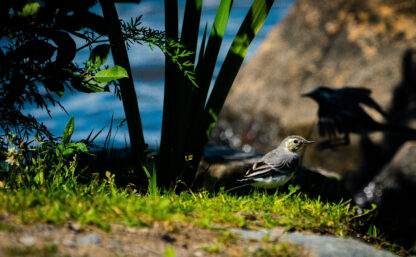 A wild bird in the Rynningeviken nature reserve, Sweden