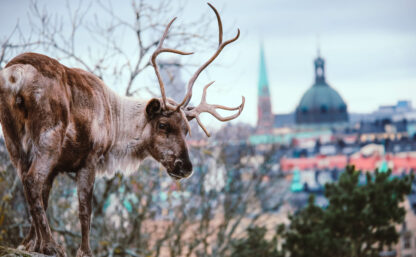 Reindeer at the rocky cliff looking at Stockholm city. Landscape with red deer with city on the background. Deer standing on the cliff.