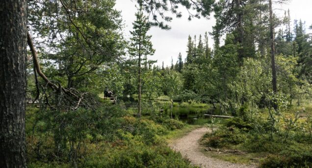 nature-reserve-sweden2